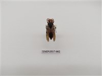 藏品(擬大虎頭蜂)的圖片